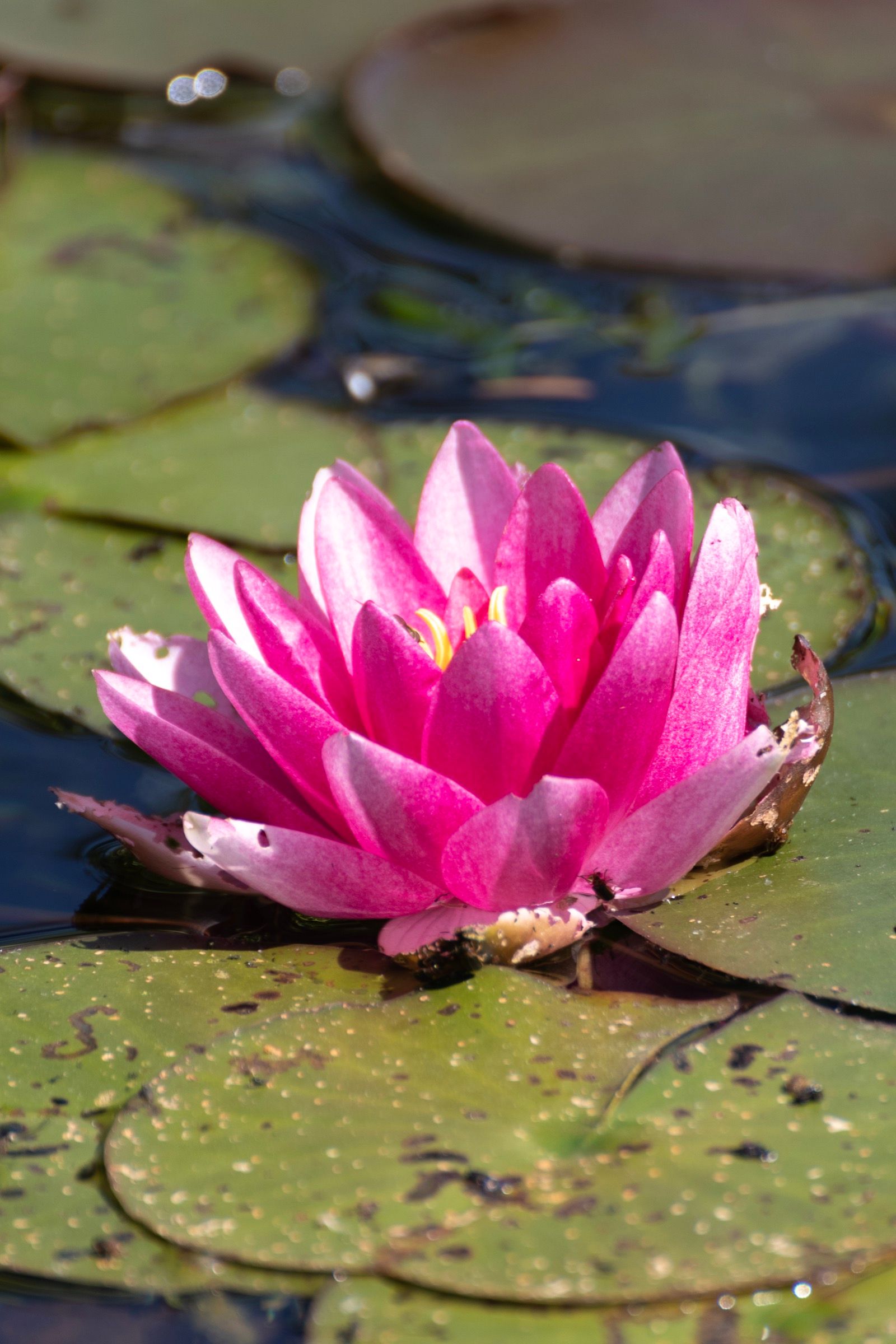Seerose im Schwimmteich, Detailaufnahme